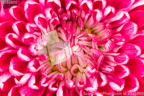 Image of Purple chrysanthemum