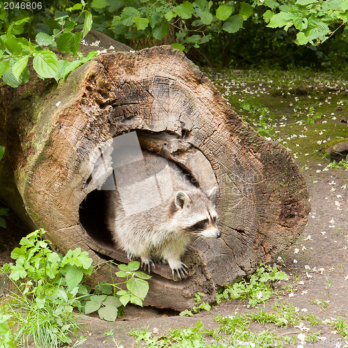 Image of Adult raccoon at his nest