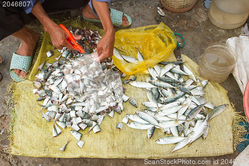 Image of Freshly catch sardines, anchovies