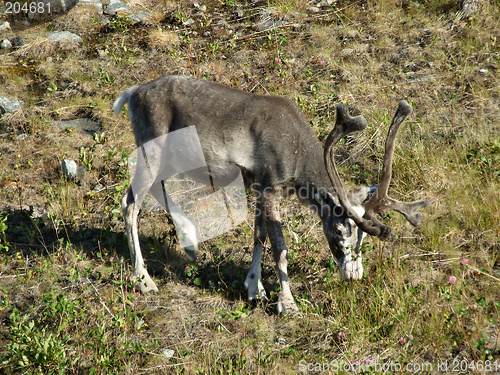 Image of Reindeer grazing on a meadow