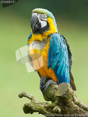 Image of Close-up of a macaw parrot