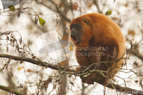 Image of Mantled howler (Alouatta seniculus) howling