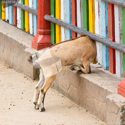 Image of Goat looking through a fence 