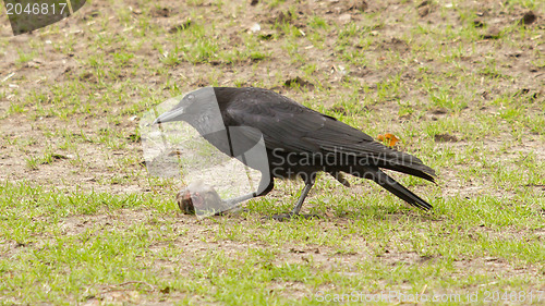 Image of Crow eating a piece of meat 