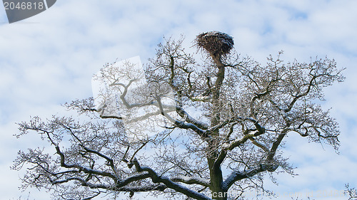 Image of Old stork nest in a tree