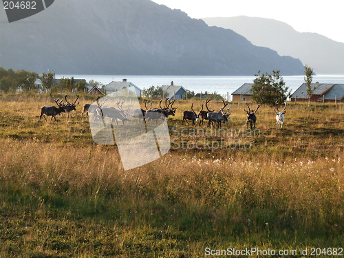 Image of Reindeer herd on a meadow