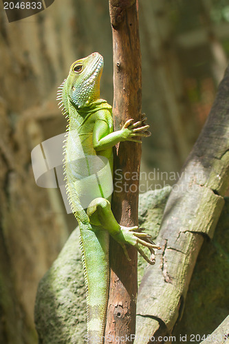 Image of Iguana in a tree at a zoo in Vietnam