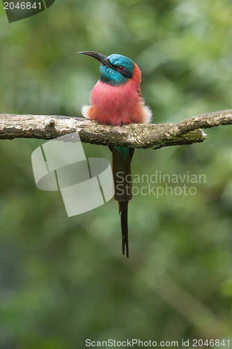 Image of Northern Carmine Bee-Eater