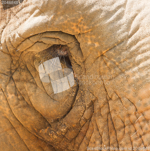 Image of Elephant eye detail, looking sad in a Vietnamese zoo