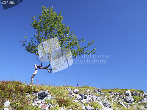 Image of Power of nature - endurance