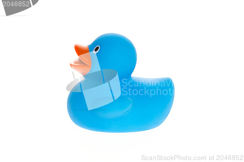 Image of Blue duck isolated