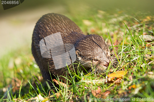 Image of Otter is walking in the grass