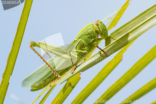 Image of Large grasshopper, eating grass