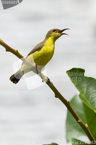Image of Olive Backed Sunbird - Female