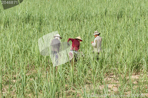 Image of Four farmers in a field working their crops