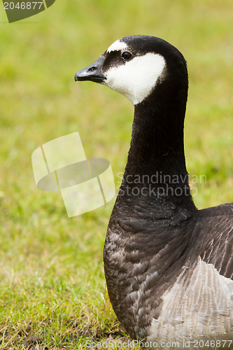 Image of Close-up of a Barnacle Goose