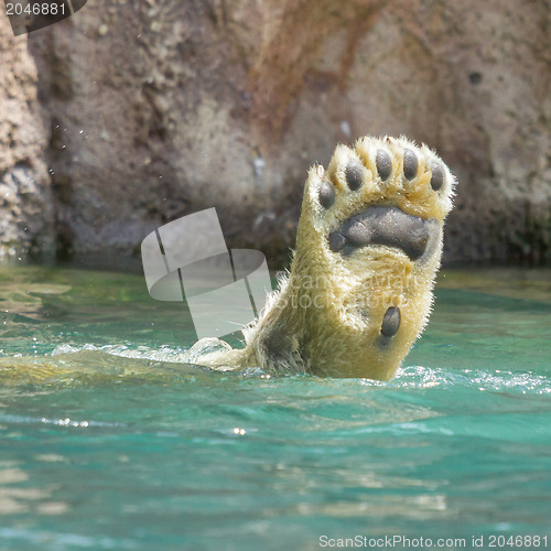 Image of Close-up of a polarbear in capticity 
