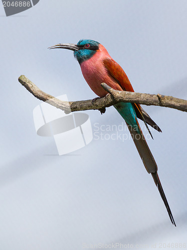 Image of Northern Carmine Bee-Eater