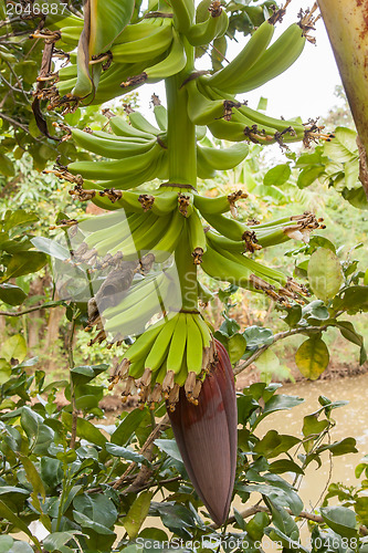 Image of Banana tree with a bunch of bananas 