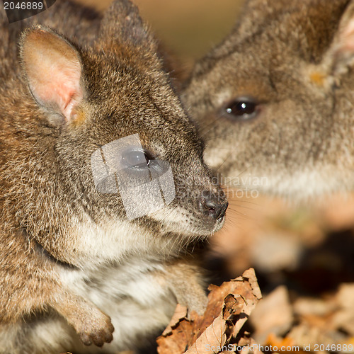 Image of Close-up of a parma wallaby