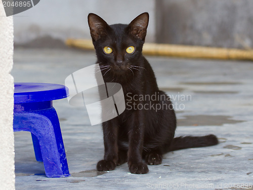 Image of Black kitten outdoors on the concrete