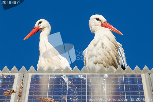 Image of Pair of storks standing on a solar panel