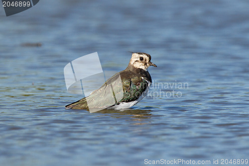 Image of Lapwing taking a bath in a lake