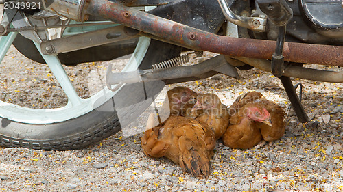 Image of Brown chickens resting underneath a motorcycle