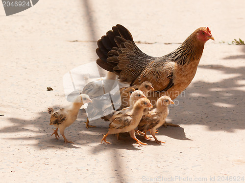 Image of Adult hen and her newly hatched chickens