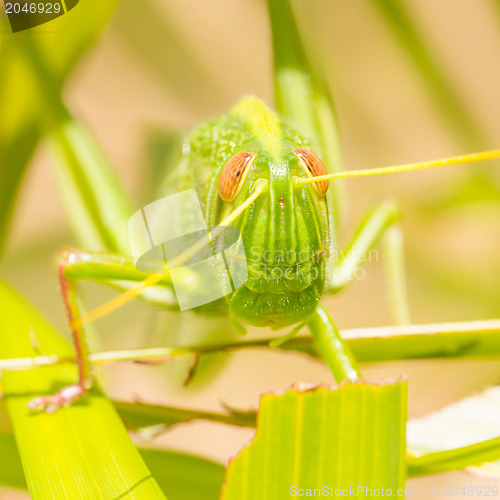 Image of Large grasshopper, eating grass