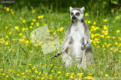 Image of Sunbathing ring-tailed lemur in captivity 