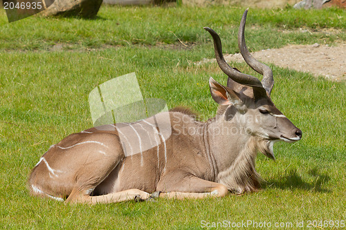 Image of Greater Kudu portrait; tragelaphus strepsiceros