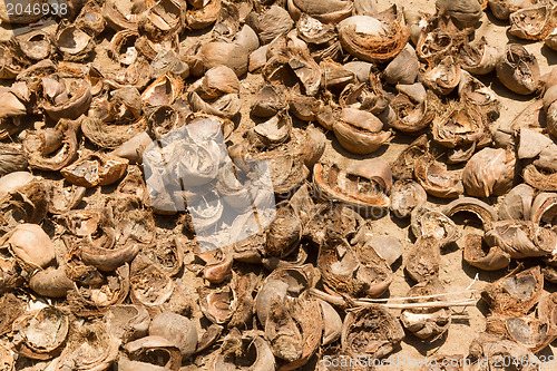 Image of Pile of discarded coconut husks