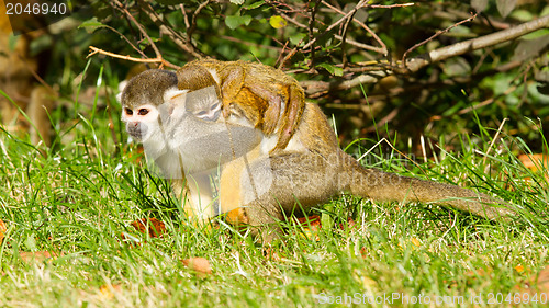 Image of Young ape on the back of it's mother