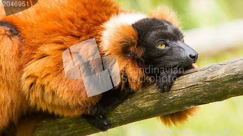 Image of Red-bellied Lemur (Eulemur rubriventer)