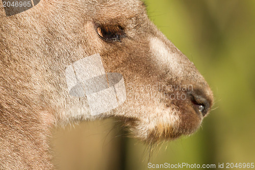 Image of Close-up of an adult kangaroo