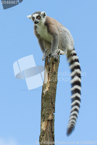 Image of Ring-tailed lemur in a tree