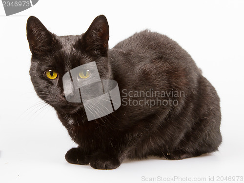 Image of Black cat isolated 