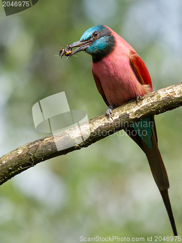 Image of Northern Carmine Bee-Eater