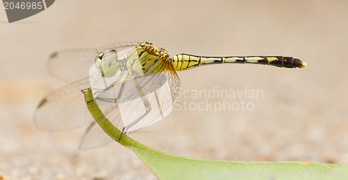Image of Dragonfly on a leaf