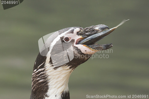 Image of Penguin is eating a large fish