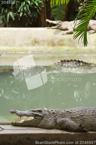 Image of Crocodiles resting in the sun