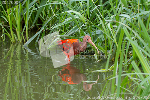 Image of Young Scarlet Ibis, Eudocimus ruber 