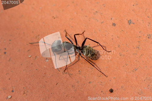 Image of Large black ant walking