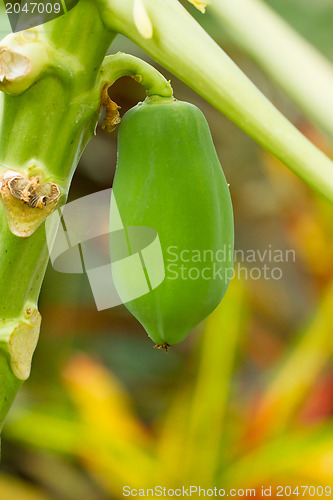 Image of Single papaya hanging from the tree