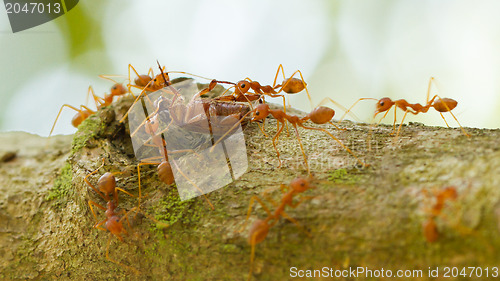 Image of Ants in a tree carrying a death bug