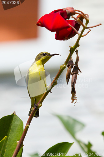 Image of Olive Backed Sunbird - Female