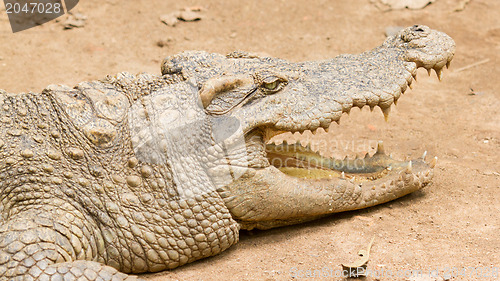 Image of Crocodile resting in the sun