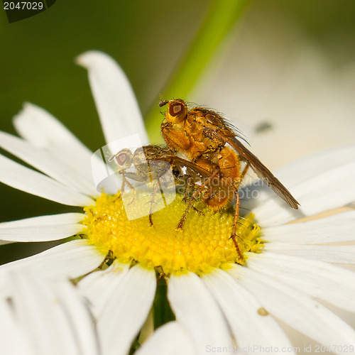 Image of Flies mating on a white flower