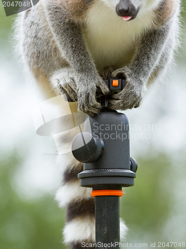 Image of Ring-tailed lemur sitting on tripod